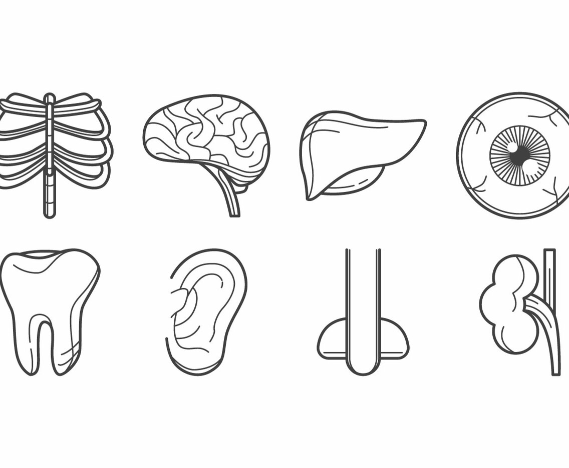 Free Human Organ Icon Vector