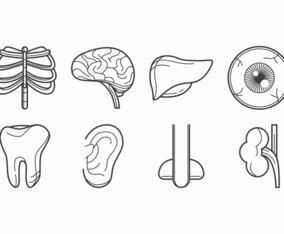 Free Human Organ Icon Vector