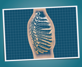 ribcage 2