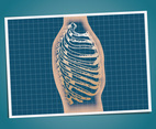 ribcage 2