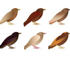 Vector Bird Collection