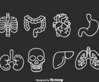 Human Organ Vector Set