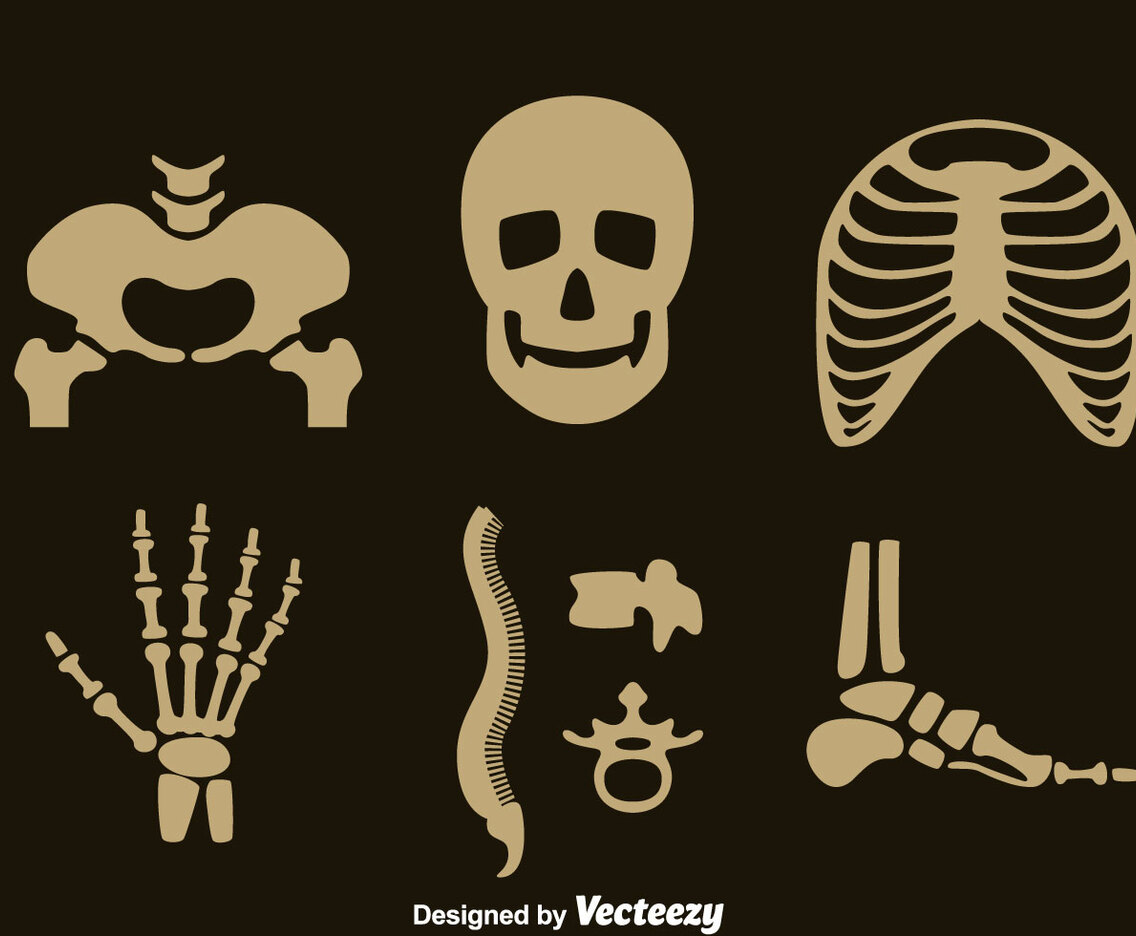 Human Skeleton Vector Set