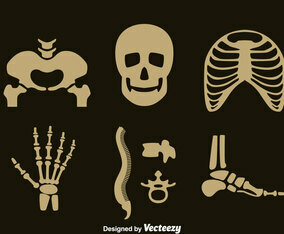 Human Skeleton Vector Set