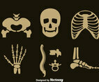 Human Skeleton Vector Set