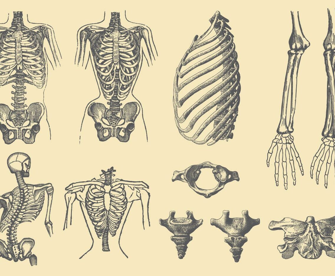 Human Bones And Deformations