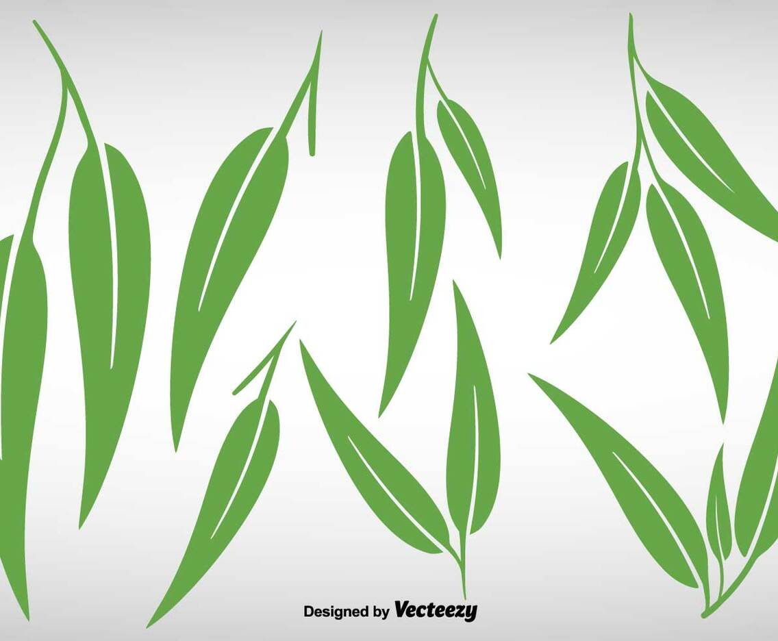 Collection Of Eucalyptus Leaves - Vector