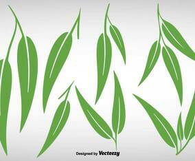 Collection Of Eucalyptus Leaves - Vector