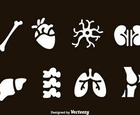 Human Organs Icons
