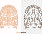 Free Vector Ribcage