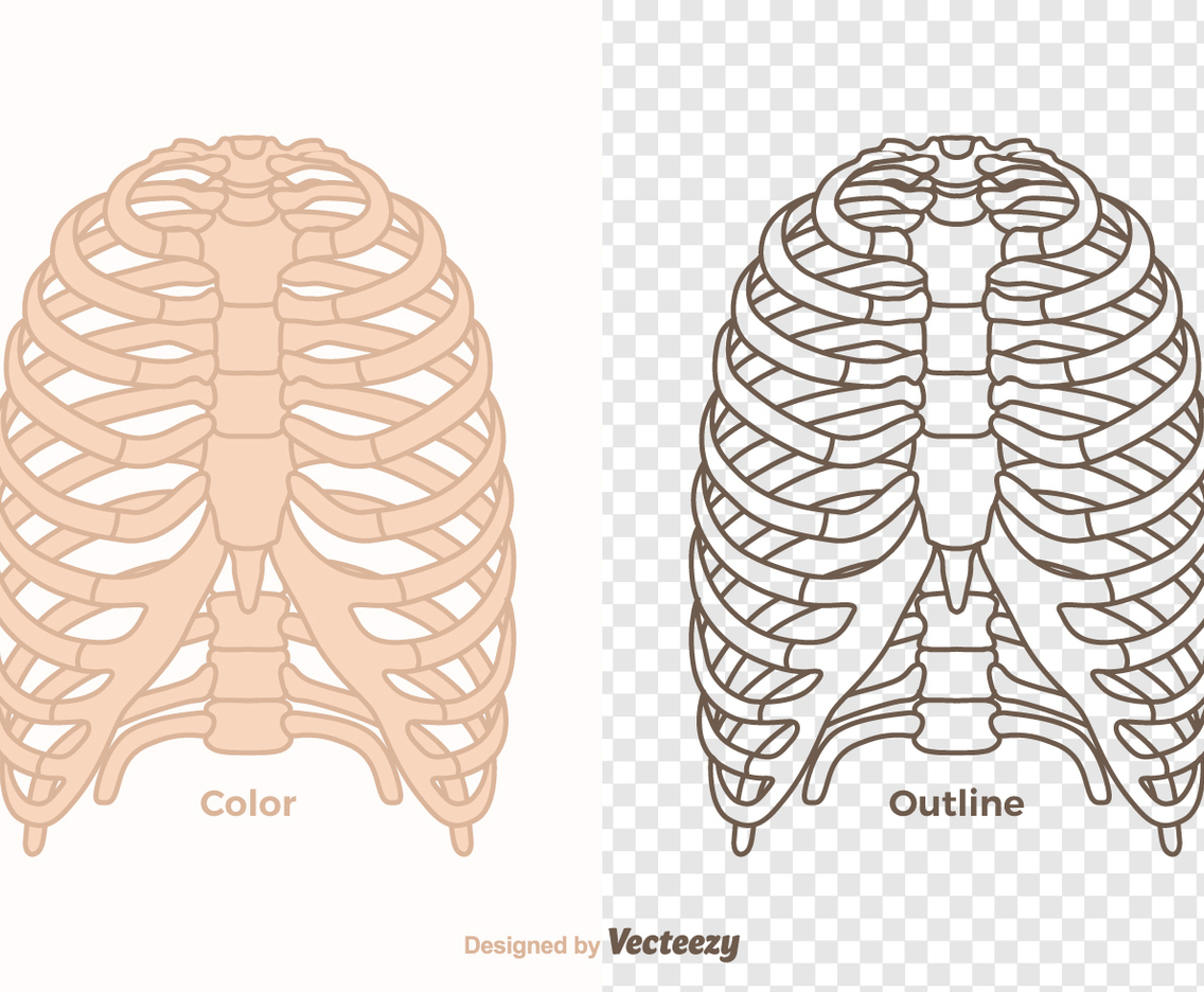 Free Vector Ribcage
