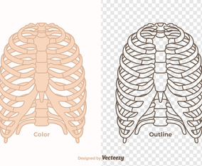 Free Vector Ribcage