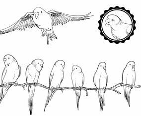 Budgie Set
