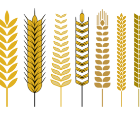 Free Wheat Stalk Vector
