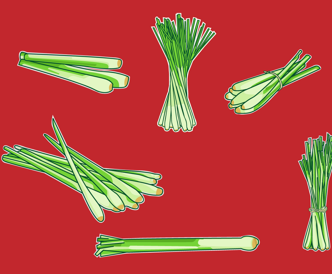 Lemongrass Illustration Vector