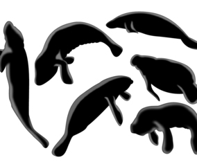 Manatee Silhouette Vector set