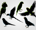 Budgie Silhouette Vector Set