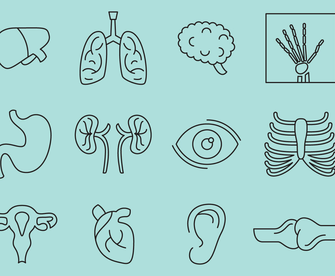 Bones And Organs Icons
