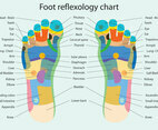 Foot Reflexology Chart