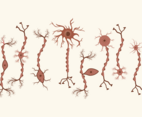 Set Of Neuron Vector