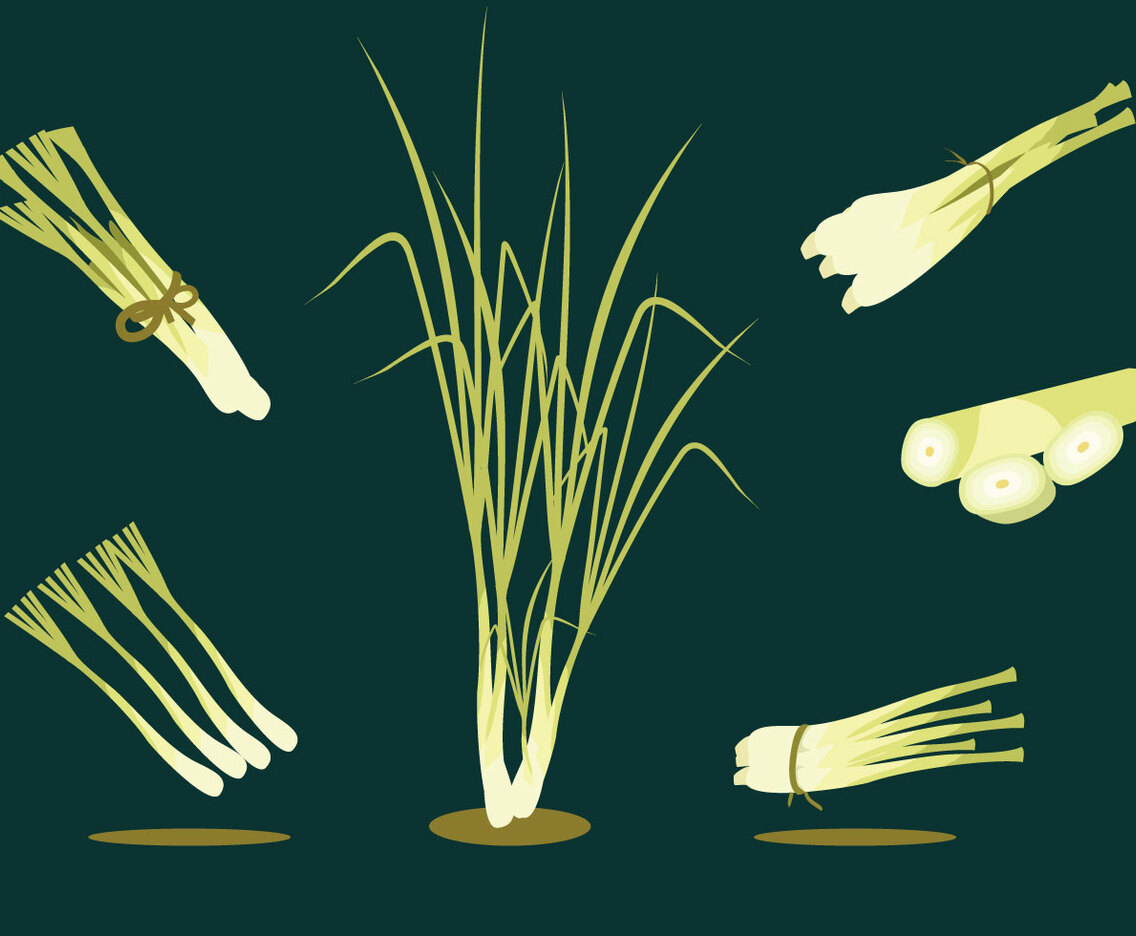 Lemongrass Herbs Vector