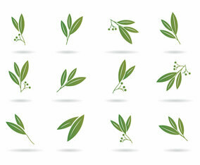 Free Eucalyptus Icons