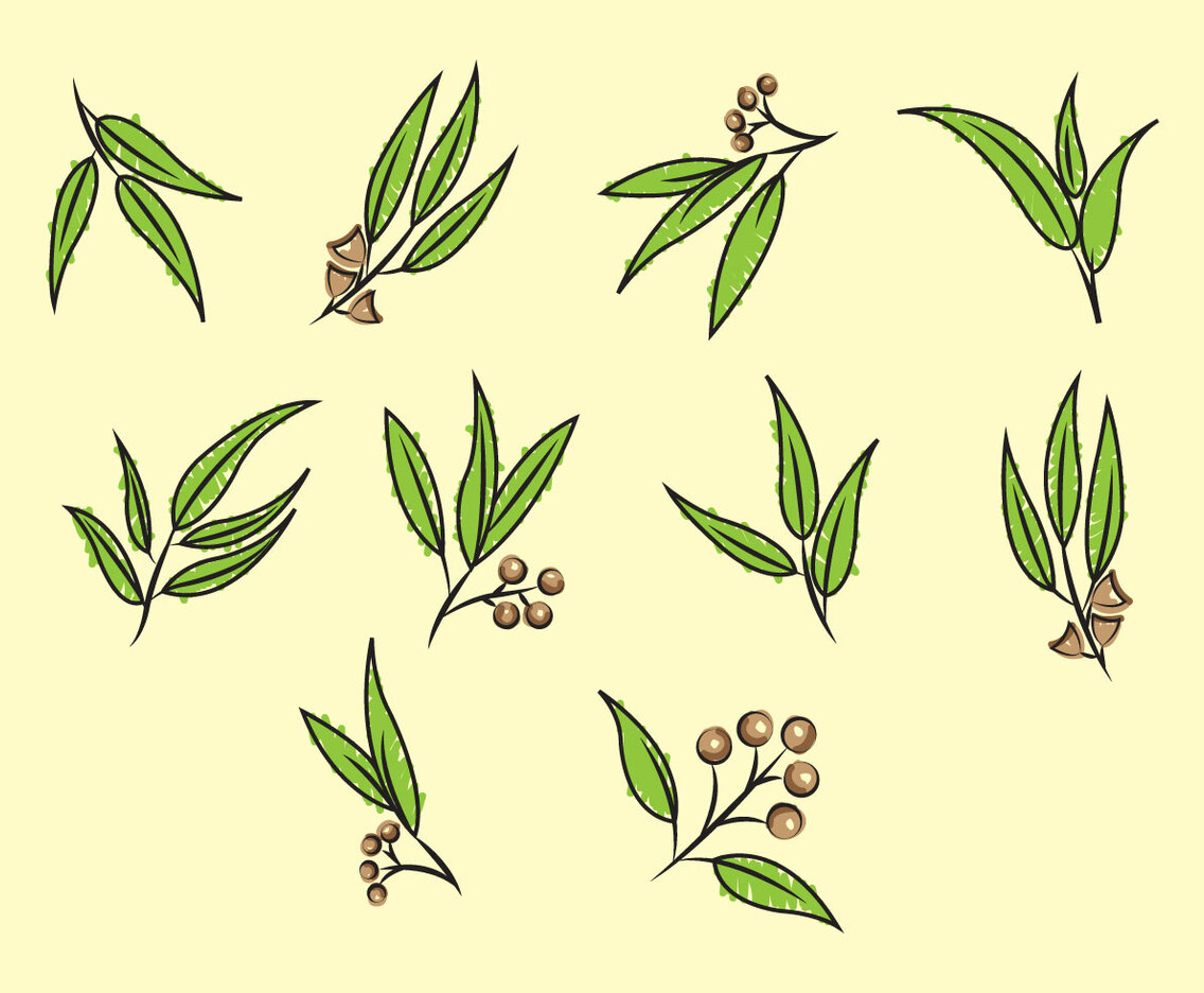 Free Eucalyptus Vector