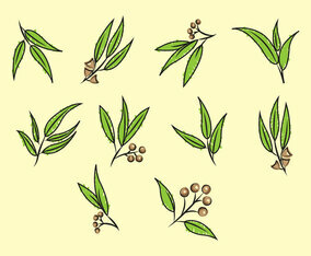 Free Eucalyptus Vector