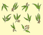 Free Eucalyptus Vector