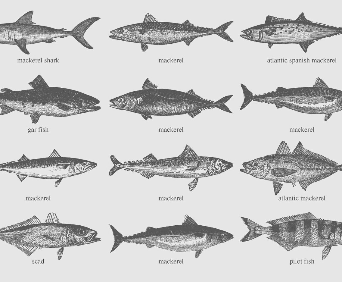 Mackerel Drawings