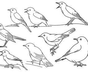 Nightingale Outline Set