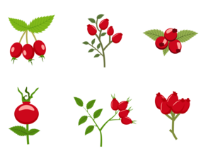 Free Rosehip Vector