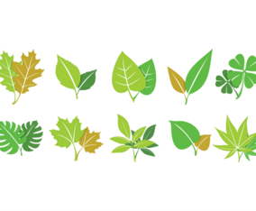 Green hojas collection