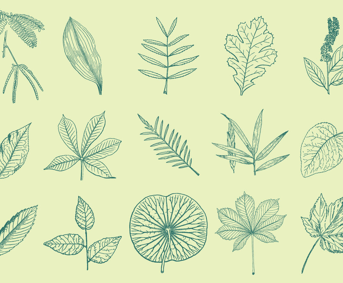 Leaves Drawings
