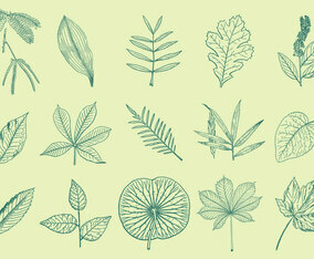 Leaves Drawings