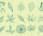 Leaves Drawings