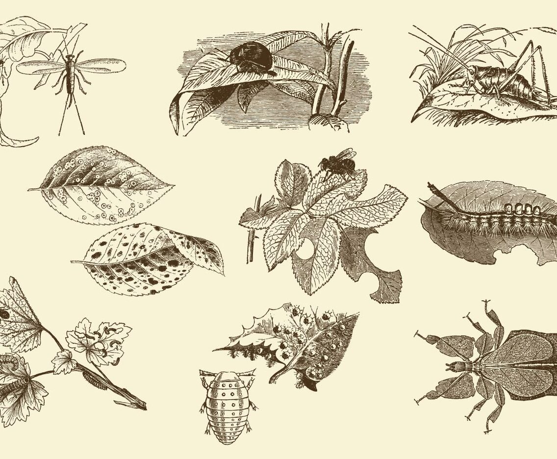 Insects And Leaves