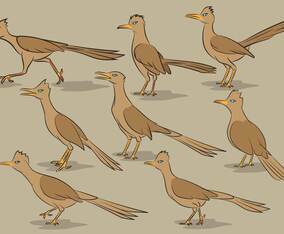 Roadrunner Bird Cartoon Vectors