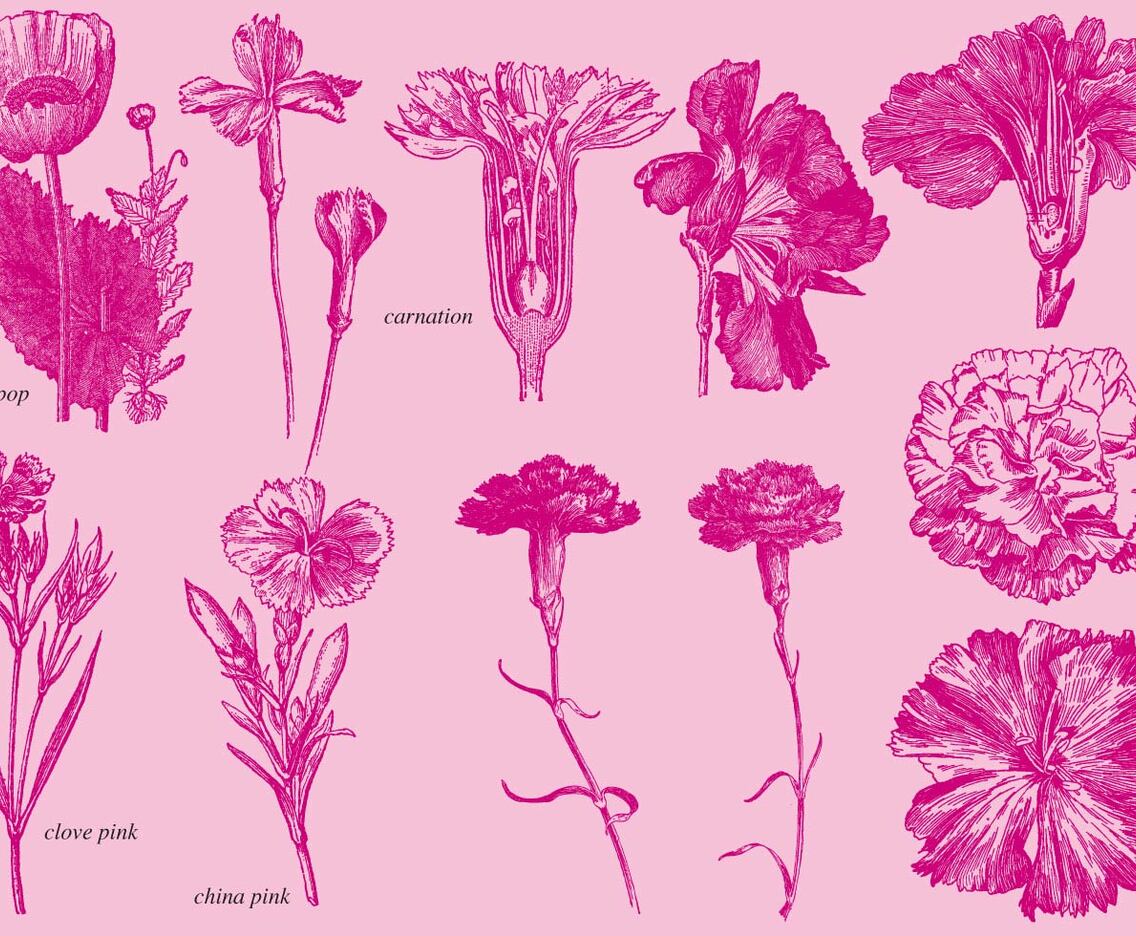 Old Style Drawing Carnations