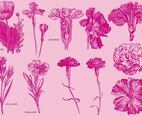 Old Style Drawing Carnations