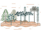 Araucaria Vector