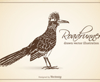 Free Vector Drawn Roadrunner Illustration