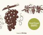 Free Hand Drawn Grapes Vector