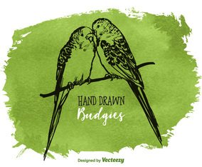 Free Vector Drawn Budgies