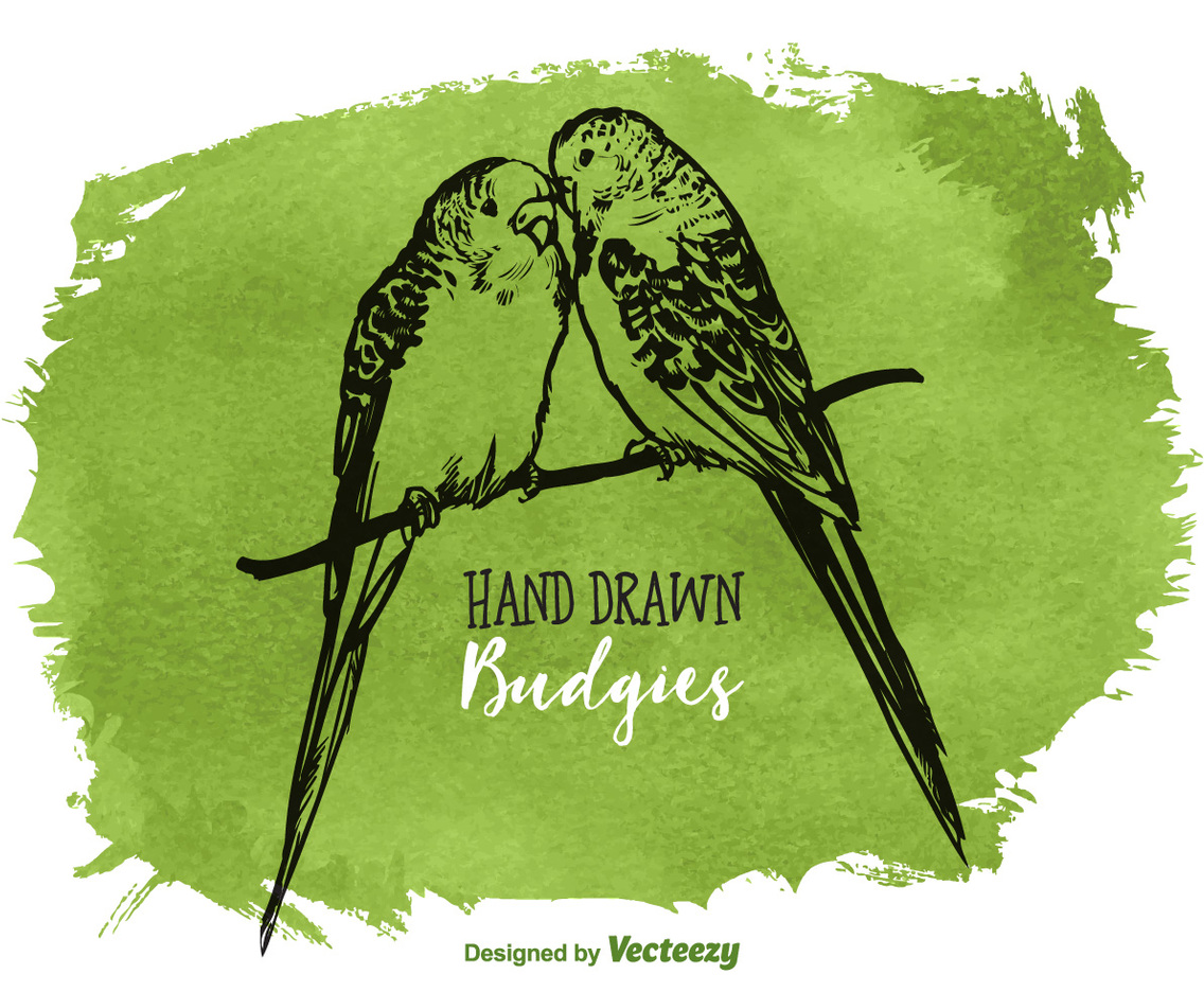 Free Vector Drawn Budgies