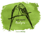 Free Vector Drawn Budgies
