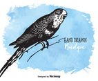 Free Drawn Budgie Vector