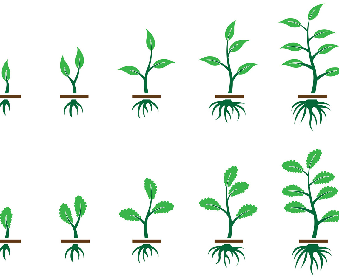 Grow Up Plant Vector