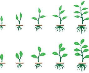 Grow Up Plant Vector