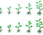Grow Up Plant Vector